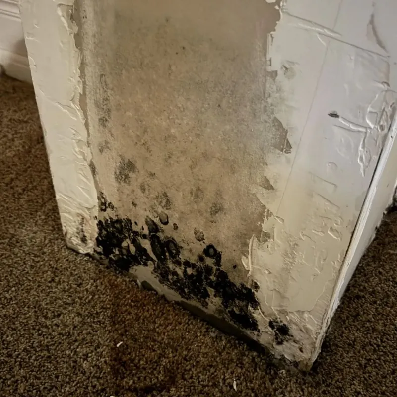 Professional Mold Removal in West Gulfport, MS